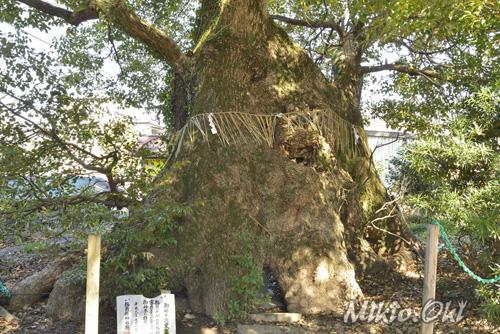 静岡県巨木・藤井神社の大楠