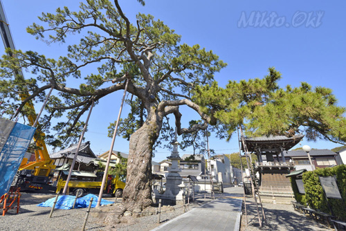 静岡県巨木・久遠の松