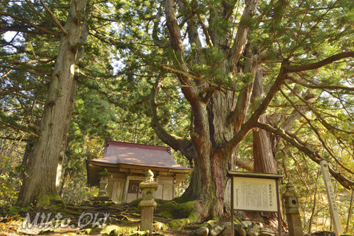 福島県巨木・温泉神社の大杉