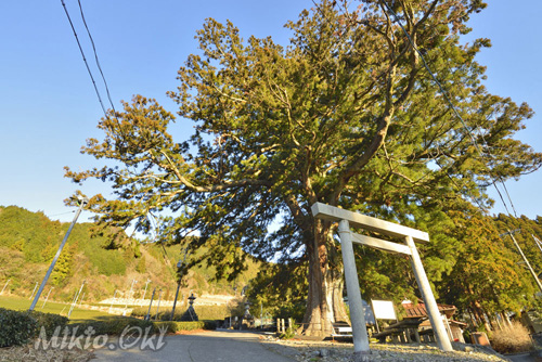 静岡県巨木・鼻崎の大スギ