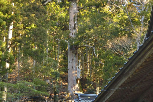 静岡県巨木・高根白山神社のスギ