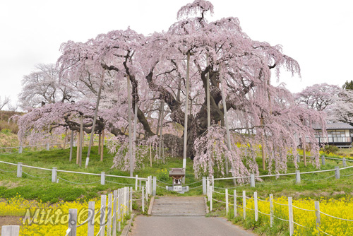福島県巨木桜・三春滝桜