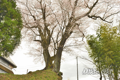 福島県巨木桜・山中の伊三郎ザクラ