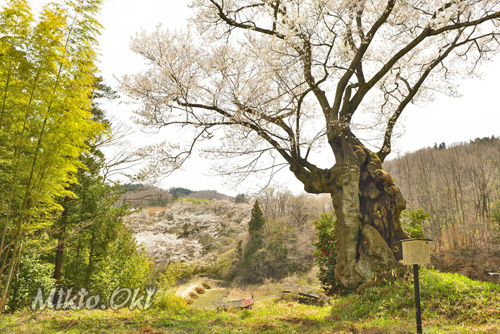 福島県巨木桜・芹沢のサクラ