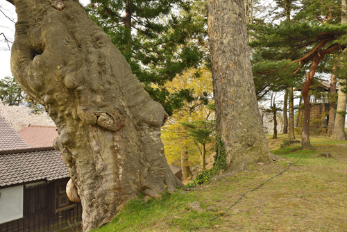 福島県巨木・鶴ヶ城の巨木