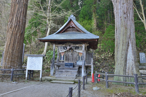 福島県巨木・飯盛山・厳島神社スギ