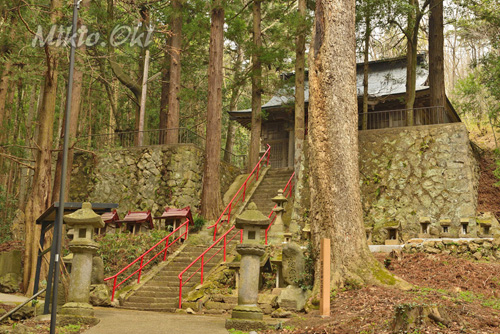 福島県巨木・苗代田神社のモミ
