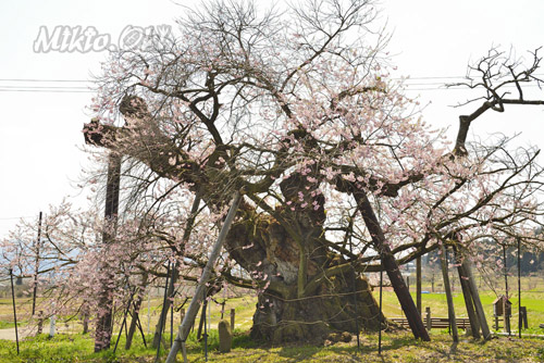 福島県桜・米沢の千歳桜