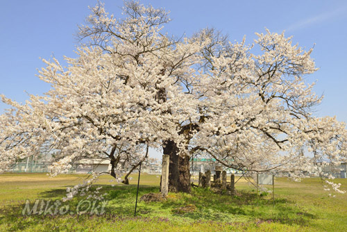 福島県桜・古御田神社の種蒔桜