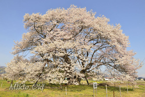 福島県桜・馬ノ墓の種蒔桜