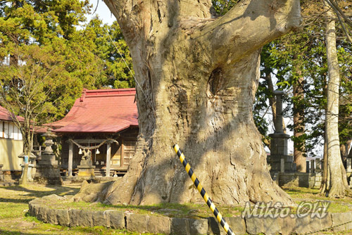 福島県桜・御稷神社のケヤキ