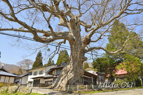 福島県巨木・八幡のケヤキ
