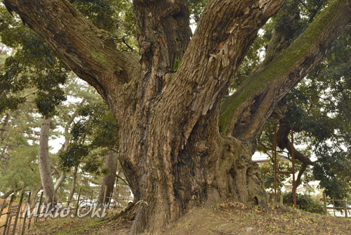 茨城県巨木・亀城のシイ