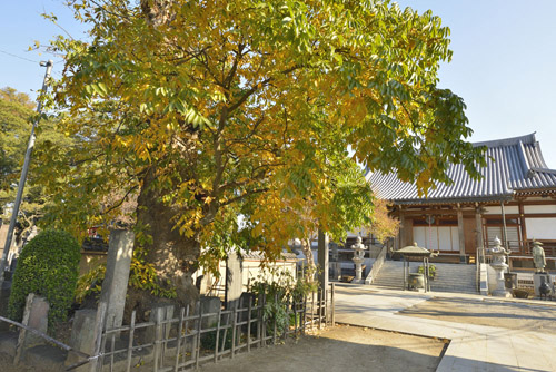 埼玉県巨木・多聞寺のムクロジ