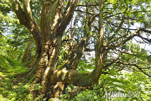 山形県巨木・土湯の黒杉