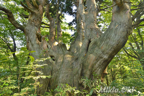 山形県巨木・土湯の赤杉