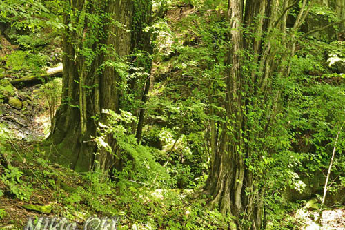 群馬県巨木・嫗仙の滝のカツラ