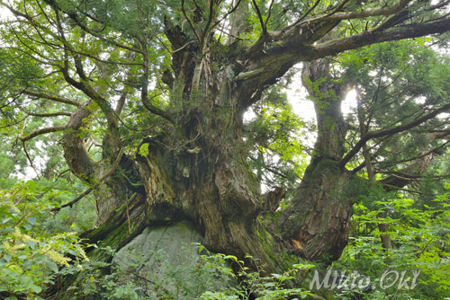 富山県巨木・洞杉