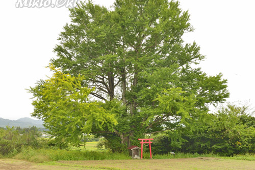 福島県巨木・白幡のいちょう