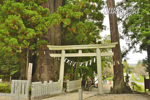 福島県巨木・中村神社の親子スギ