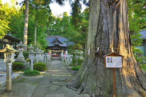 福島県巨木・八幡神社のスギ