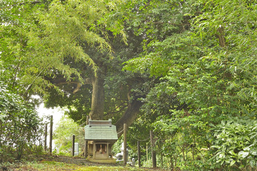 福島県巨木・鹿島神社のモチノキ