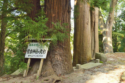 福島県巨木・住吉神社の大杉