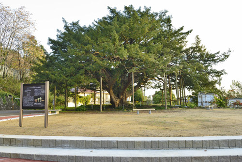 福島県巨木・万正寺の大カヤ