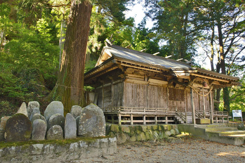 宮城県巨木・熊野神社の大杉