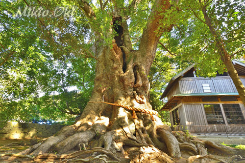 静岡県巨木・杉桙別命神社の大クス