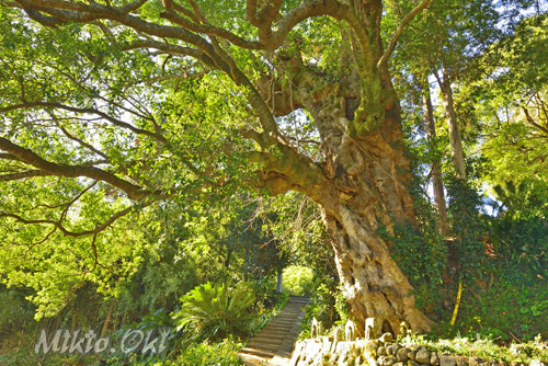 静岡県巨木・東大寺のチイの木