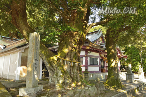 静岡県巨木・水神社之森