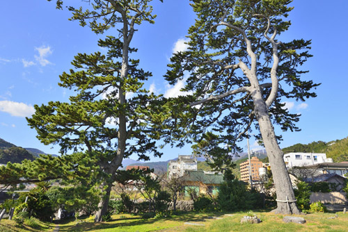 静岡県巨木・はりつけの松