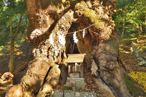 静岡県巨木・葛見神社の大クス