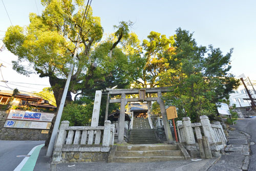 静岡県巨木・湯前神社のクスノキ