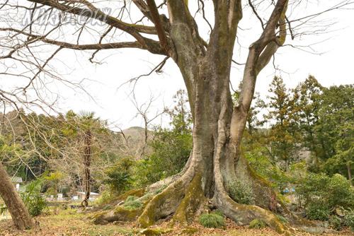 埼玉県巨木