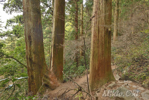 茨城県巨木・筑波山の巨木
