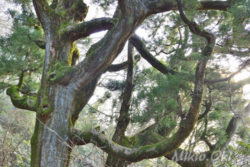 茨城県巨木・紫峰杉