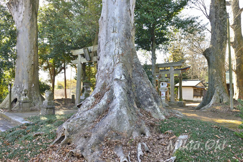 栃木県巨木・藤岡神社のけやき