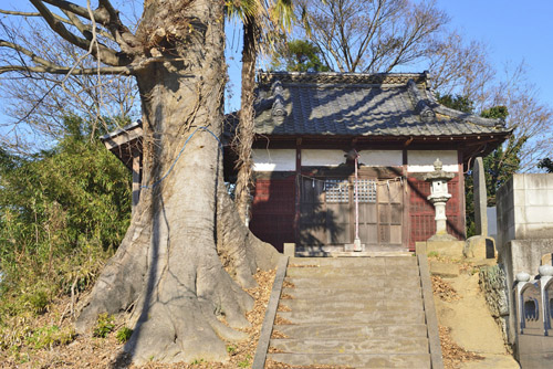 群馬県巨木・十二所神社のエノキ