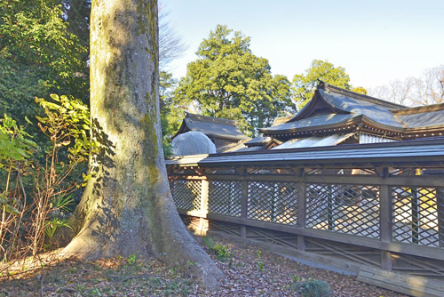 栃木県巨木・須賀神社ケヤキ