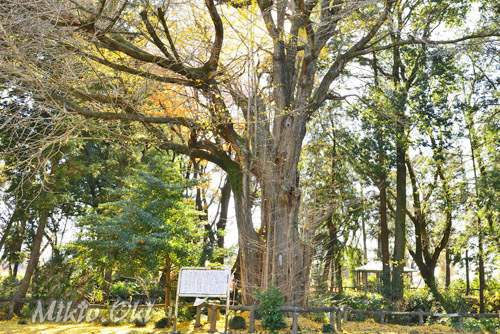 栃木県巨木・祇園城跡の公孫樹