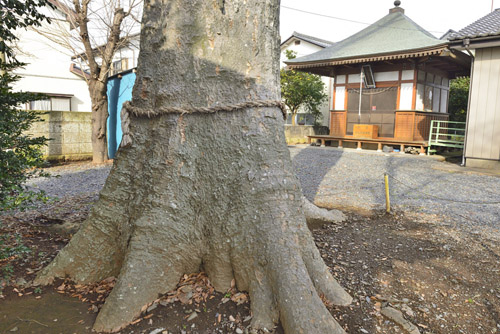 茨城県巨木・沓掛稲荷神社ケヤキ