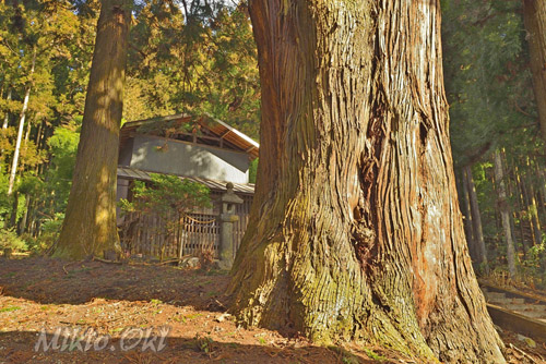 栃木県巨木・熊野神社のスギ