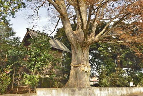 千葉県巨木・関宿香取神社のケヤキ