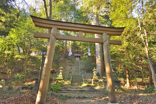 群馬県巨木・賀茂神社のモミ群
