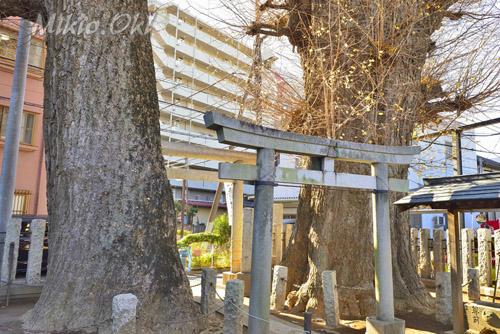 埼玉県巨木・出世稲荷神社のイチョウ