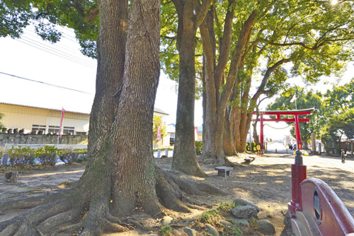 群馬県巨木・生品神社のケヤキ