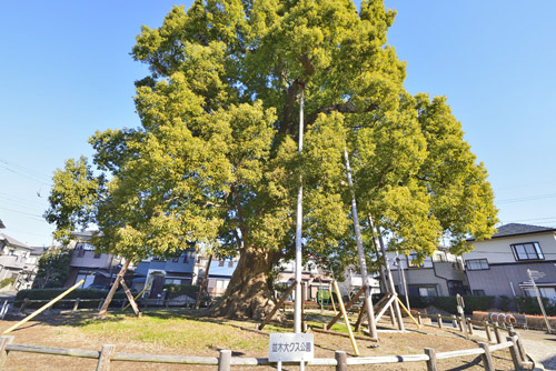 埼玉県巨木・並木の大クス