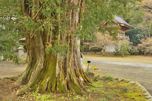茨城県巨木・安楽寺のカヤ